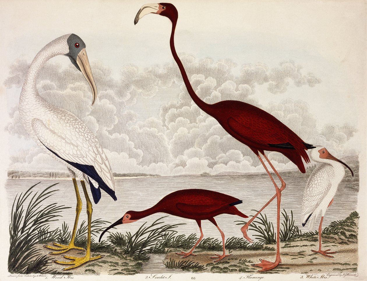 ウッドアイビス、スカーレットフラミンゴ、ホワイトアイビス、c.1828-1829 作： アレクサンダー・ウィルソン