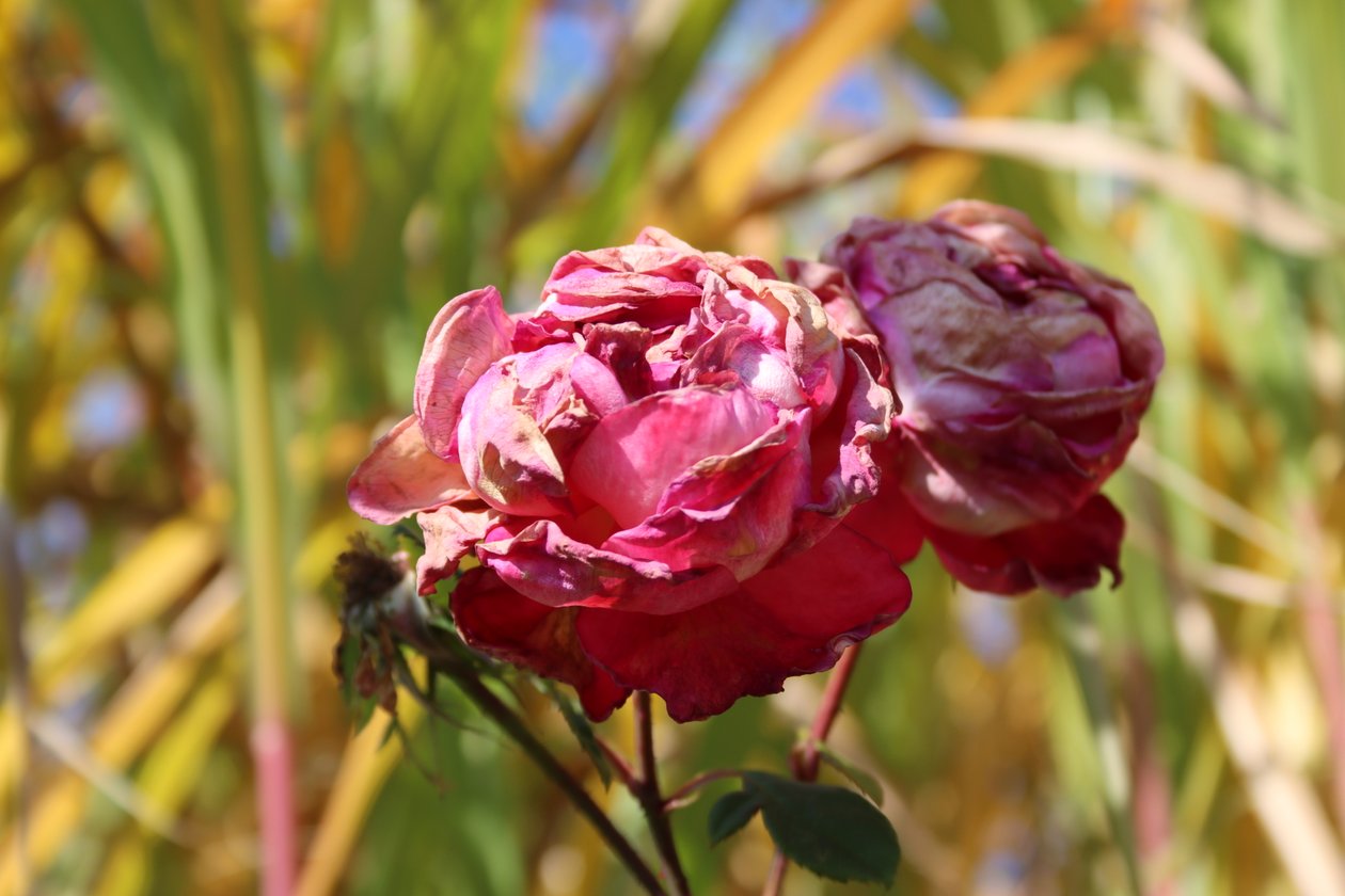晩夏の枯れた薔薇 作： アレクサンドラ・ジョセフ