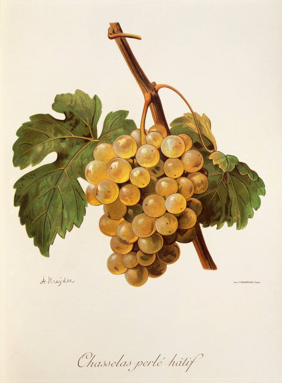 Chasselas Perle