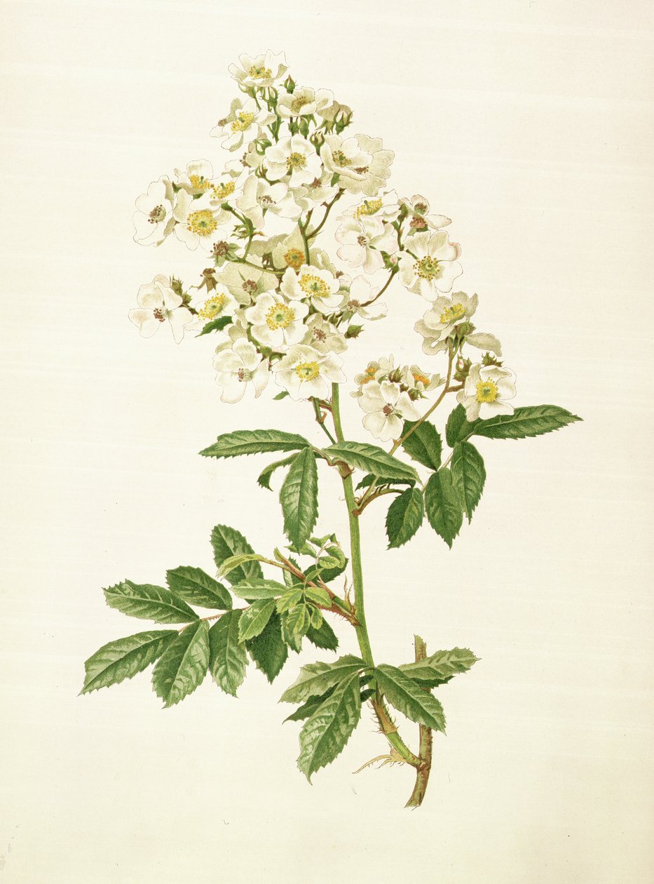 ロサmultiflora 作： アルフレッド・パーソンズ