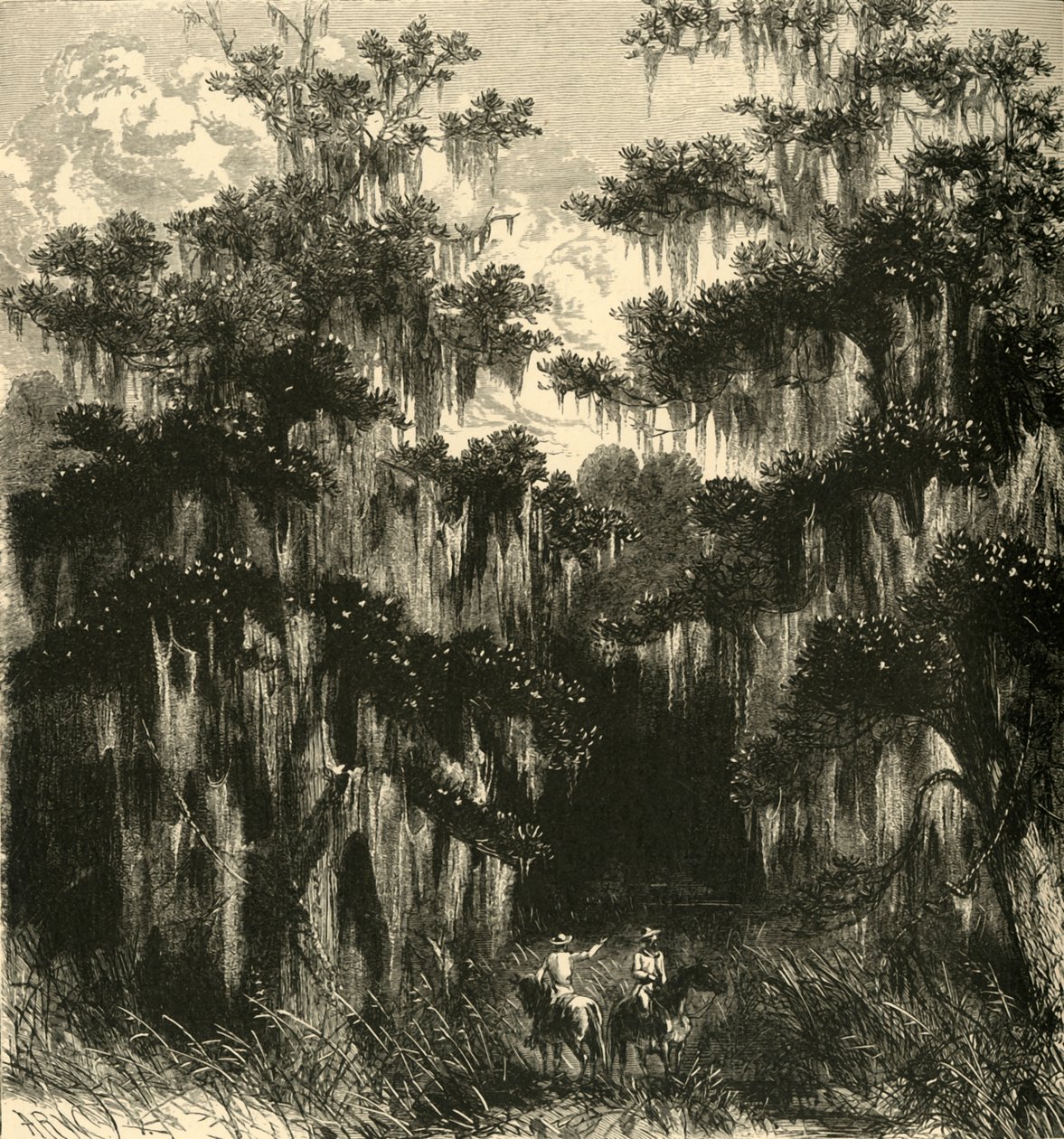 「マグノリアの沼地」、1872 年。 作： アルフレッド・ワウド