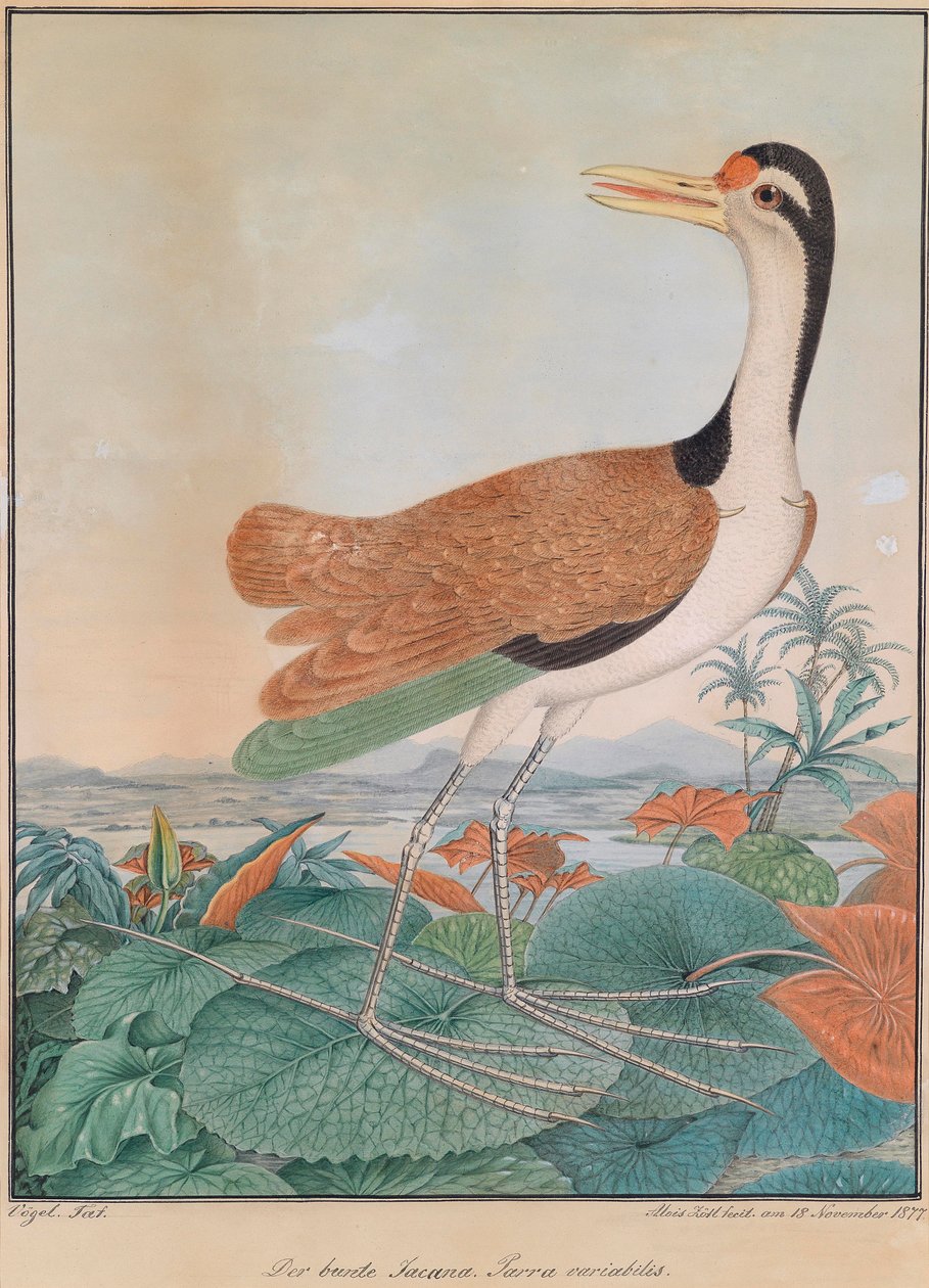 カラフルなジャカナ。 Parra variabilis。 （カラフルな平翼）、背景にユリの葉、山、海岸を歩く 作： アロイス・ツェトル