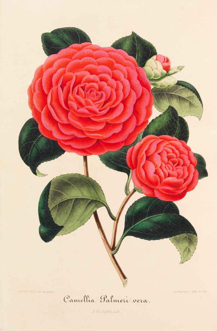 椿の新しい図像、1850～1860年。 作： Ambroise Alexandre Verschaffelt