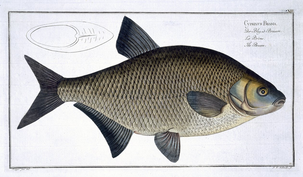 ガブリエルボデネール（1673-1766）によって彫刻された、マーカスエリサーブロッホ（1723-99）による「魚類学、または魚の一般的および特定の自然史」からの鯛（キプロスブラマ）プレートXIII、出版 作： アンドリュー・ルートヴィヒ・クルーガー