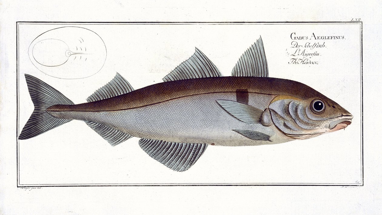 Marcus Elieser Bloch（1723-99）による「魚類学、または魚の一般的および特定の自然史」のハドック（Gadus Aeglefinus）プレートLXII、c.1785-99発行 作： アンドリュー・ルートヴィヒ・クルーガー