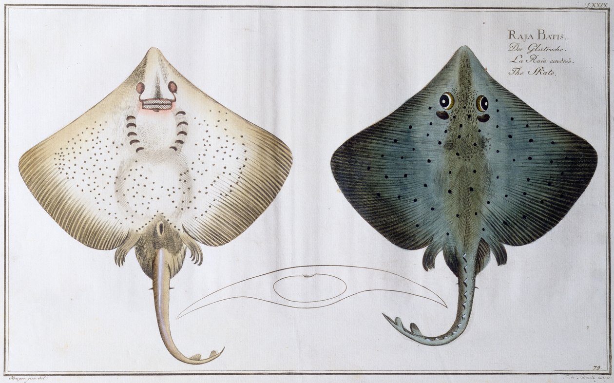 スケート：パブ。ブラック、c.1790（印刷） 作： アンドリュー・ルートヴィヒ・クルーガー