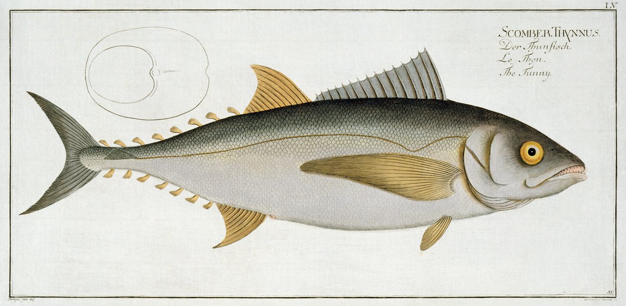 ルートヴィヒシュミットによって刻まれたマーカスエリサーブロック（1723-99）による「魚類学、または魚の一般的および特定の自然史」からのマグロ（Scomber Thynnus）プレートLV、c.1785-99（co 作： アンドリュー・ルートヴィヒ・クルーガー