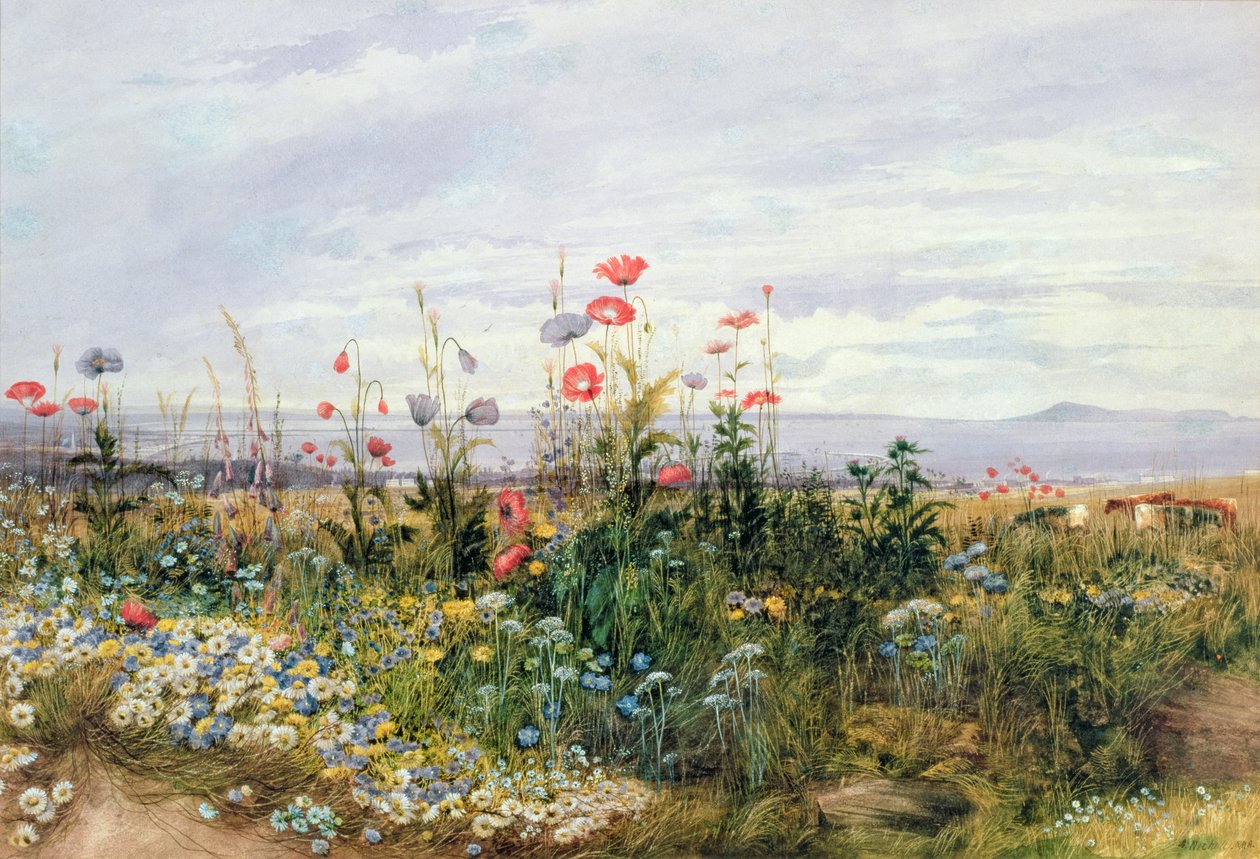 ダブリンダンリーの景色を望む野生の花 作： アンドリュー・ニコル
