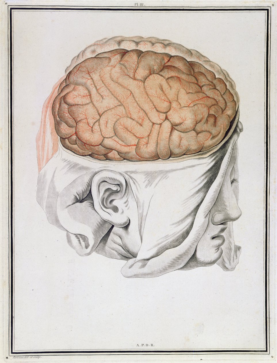 脳、「Traite d&39;Anatomie de Cerveau」、Felix Vicq d&39;Azyr（1748-94）1786 作： アンジェリーク・アレー