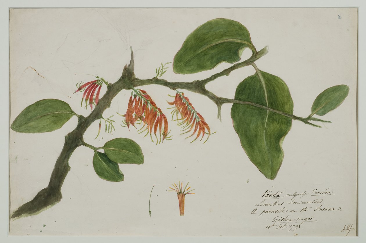Dendrophthoe falcata（オレンジヤドリギ）、1785（紙にトイレ） 作： アンナ・マリア・ジョーンズ