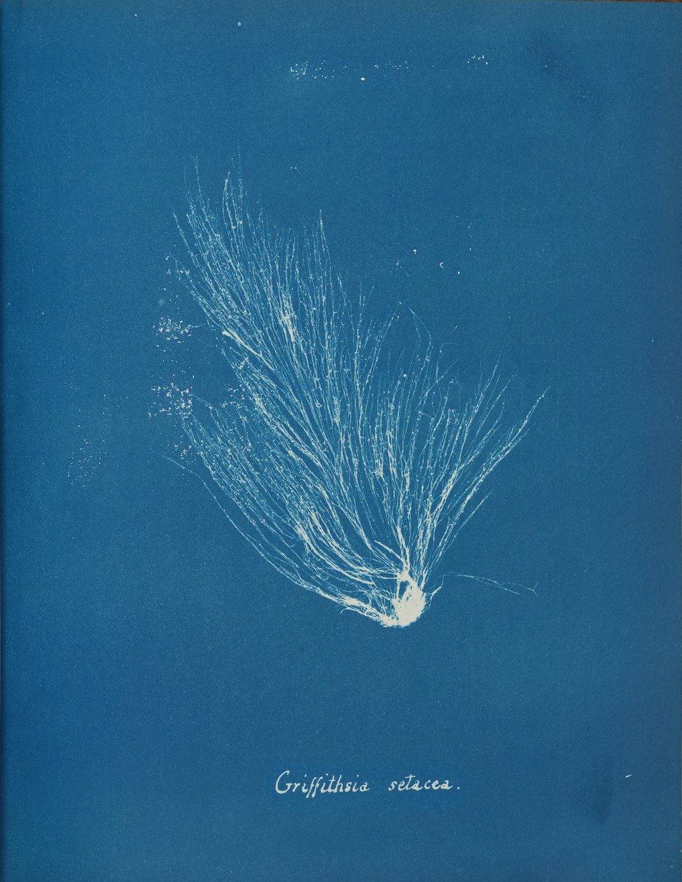 Griffithsia setacea、カリフォルニア州。 1853年。 作： アンナ・アトキンス