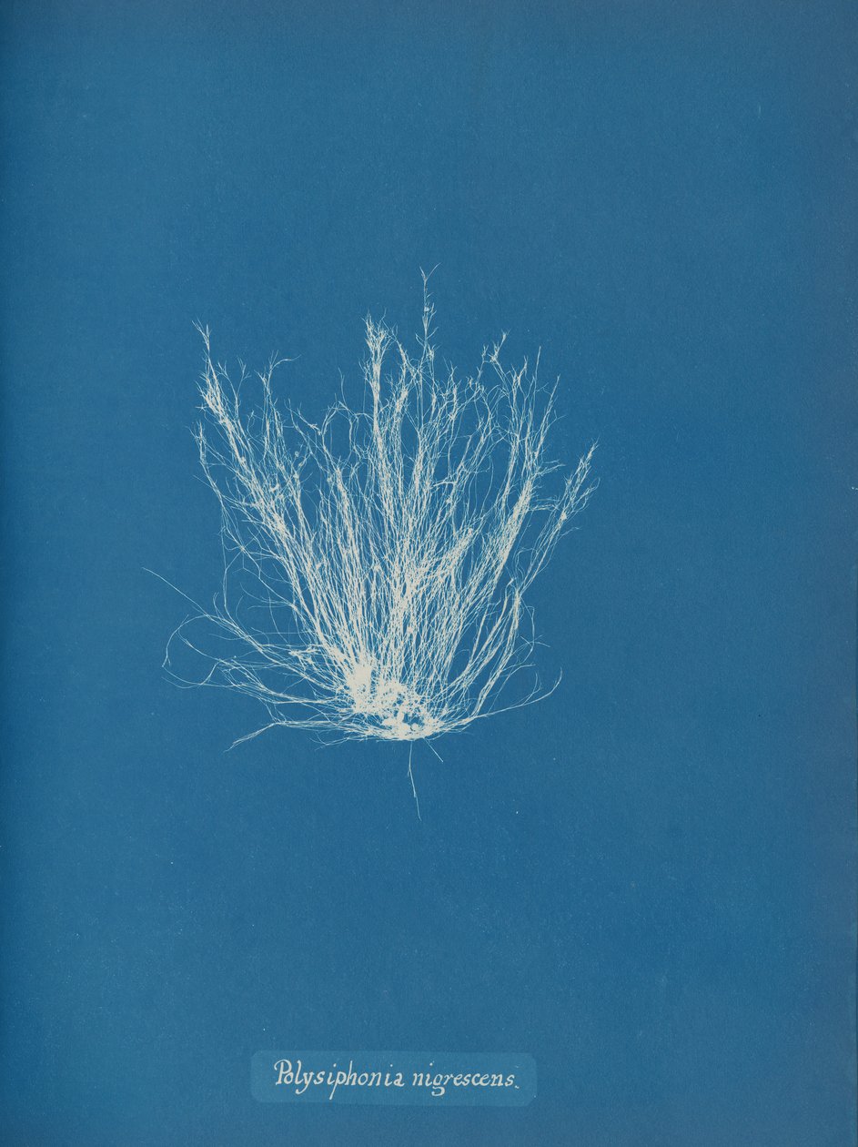 Polysiphonia nigrescens、カリフォルニア州。 1853年 作： アンナ・アトキンス