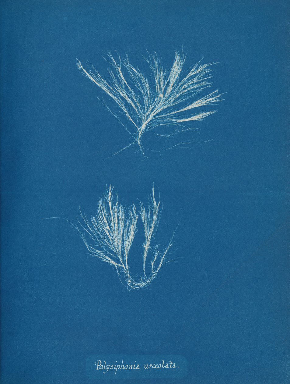 Polysiphonia urceolata、カリフォルニア州。 1853年。 作： アンナ・アトキンス