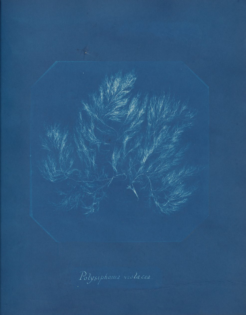 Polysiphonia violacea、カリフォルニア州。 1853年。 作： アンナ・アトキンス