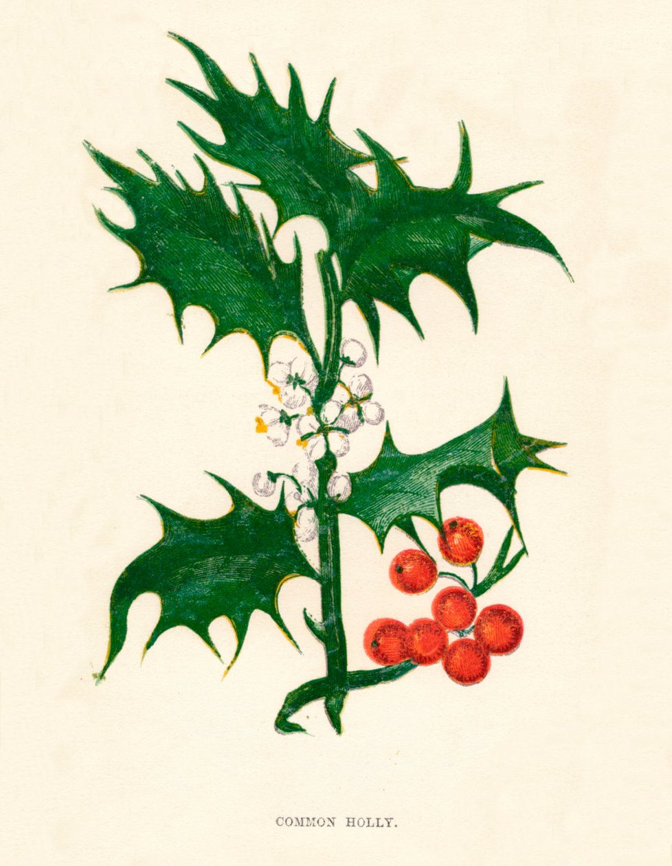 Common Holly、c1891、1891 作： アン・プラット