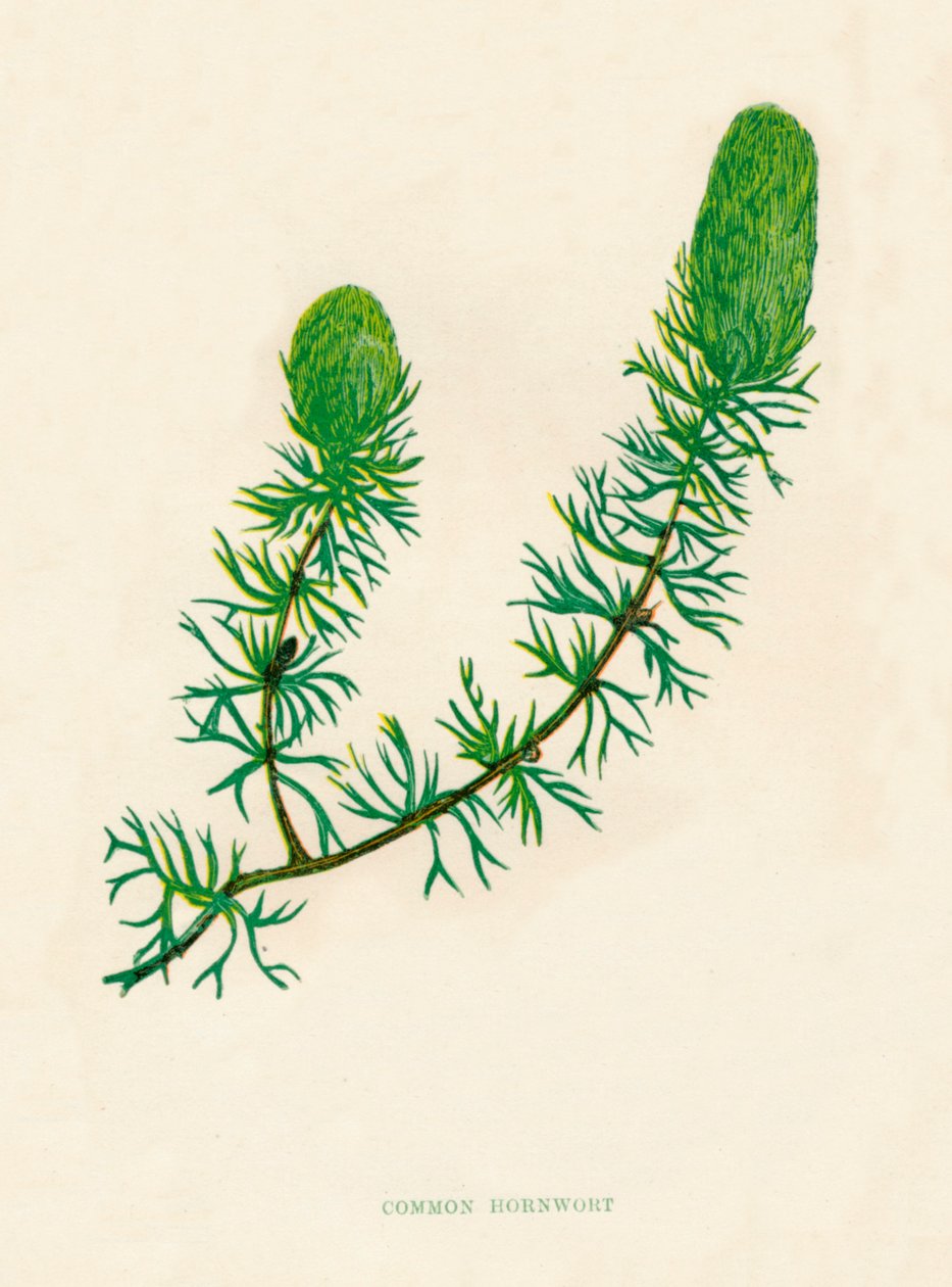 Common Hornwort、c1891、1891 作： アン・プラット