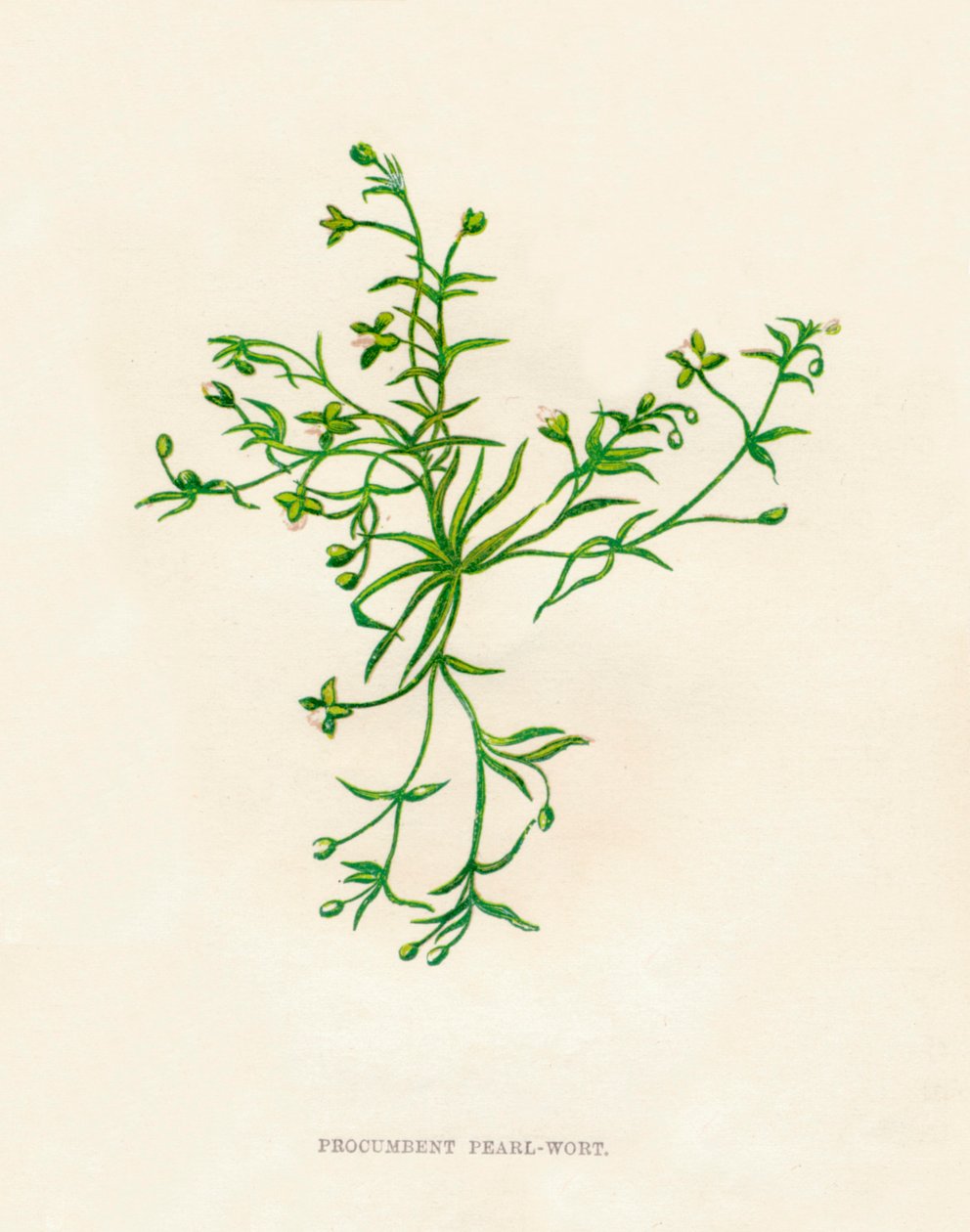 Procumbent Pearl-Wort、c1891、1891 作： アン・プラット