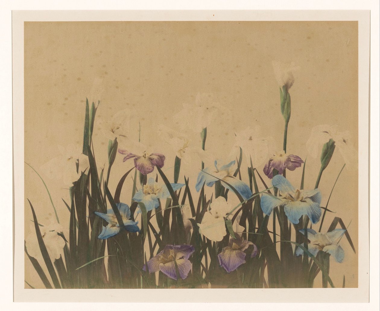 アイリスのある花の静物 作： 匿名