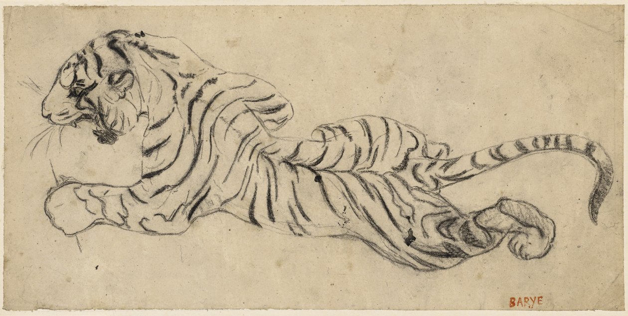 Tigre（Tiger）、c.1835（トレーシングペーパーに黒いチョーク、ボードに取り付け） 作： アントワーヌルイバリー