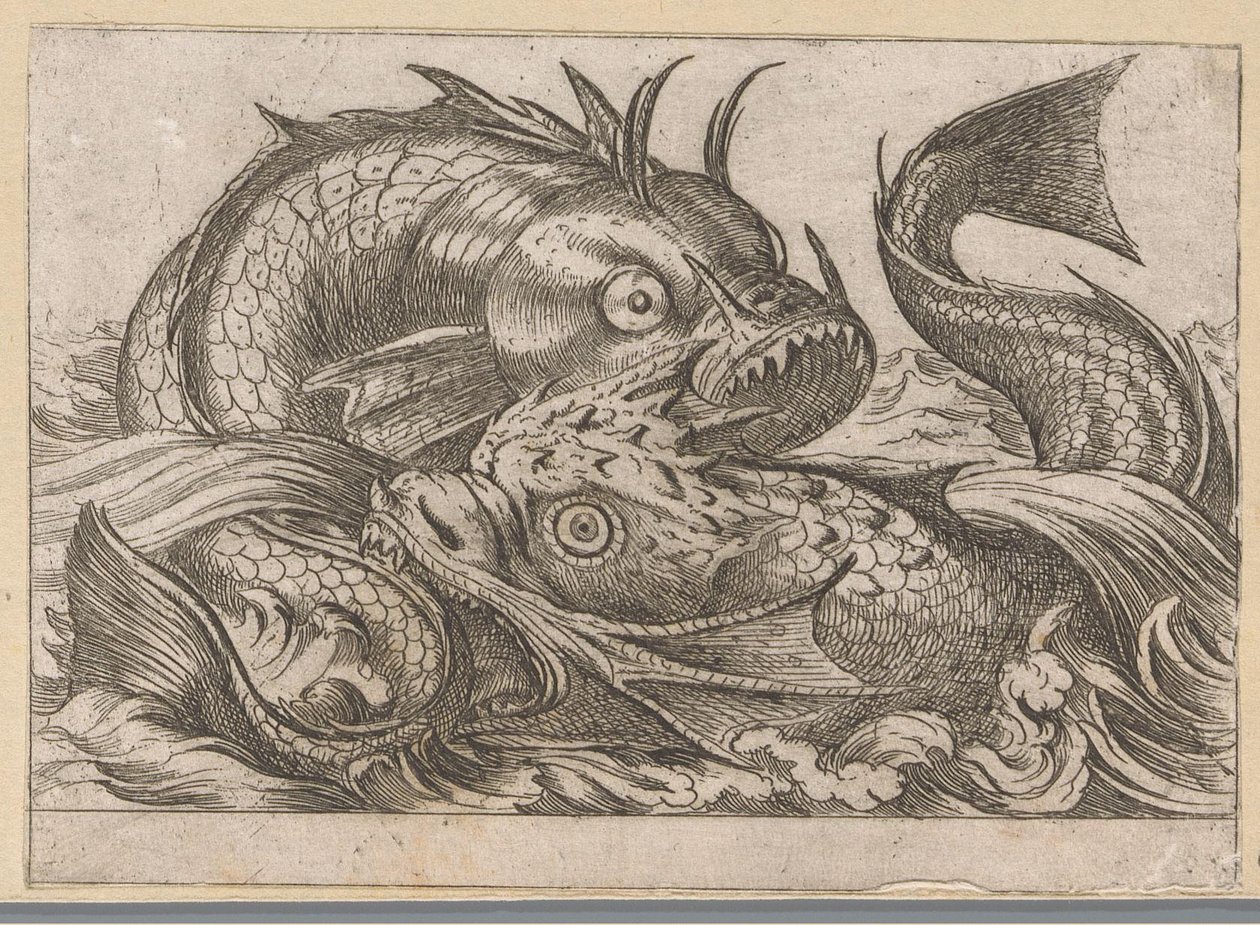 二匹の闘魚 戦う動物（シリーズタイトル） 作： アントニオ・テンペスタ