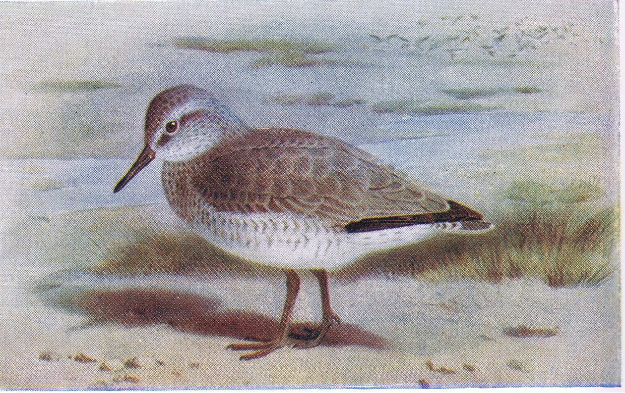 イギリスの島の鳥とその卵からの結び目、フレデリックワーン＆Co Ltdから出版、1958年 作： アーチボルドソーバーン