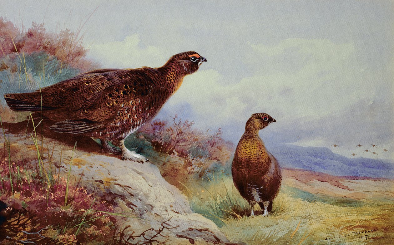 ムーアの赤いライチョウ、1917 作： アーチボルドソーバーン