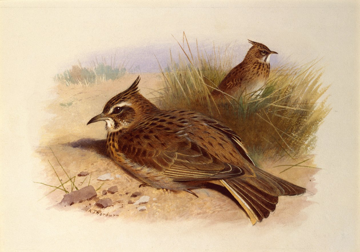 カンムリヒバリ、イギリスの鳥 作： アーチボルドソーバーン