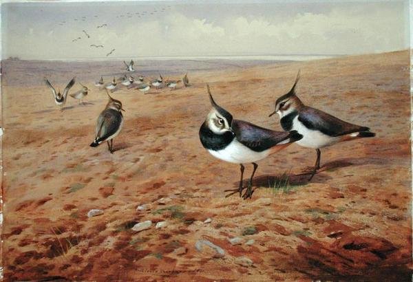 鋤の上のLapwings 作： アーチボルドソーバーン