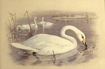水上の白鳥 作： アーチボルドソーバーン