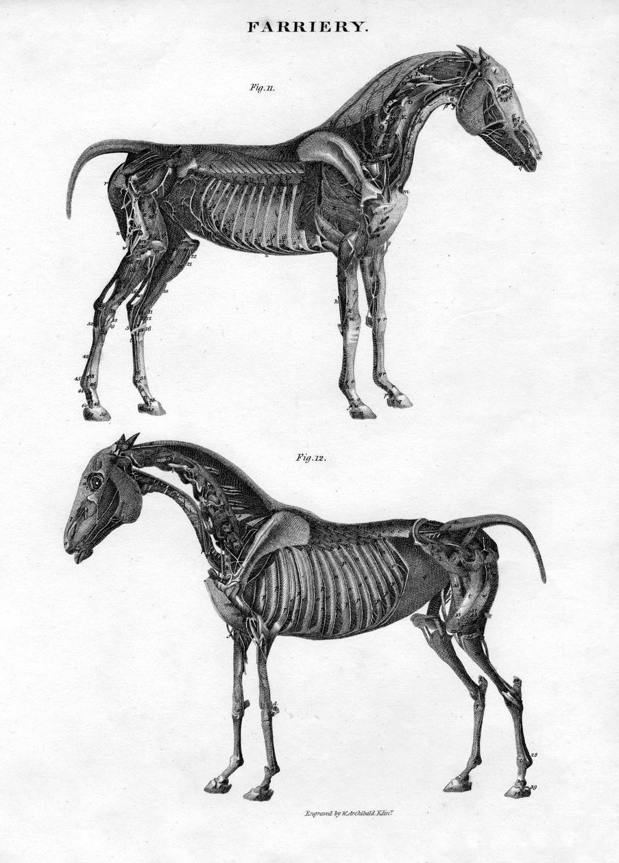 19世紀の馬の解剖学。 作： アーチボルド・ウェッブ