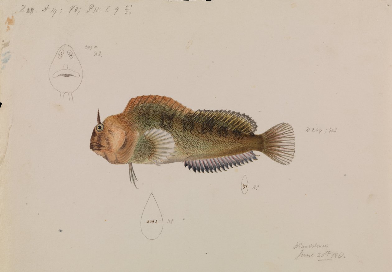 タスマニアブレニー、Parablennius tasmanianus 作： アーサー・バーソロミュー