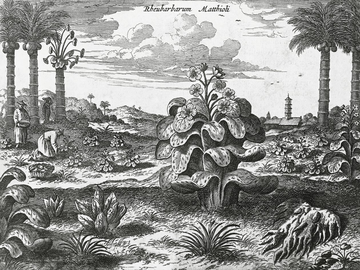 Rhubarb plant, engraving from China monuments   1464577   ja       japanese Successfully Translated  Original: Portrait of Sarah Andriesdochter Hessix Translat: Portrait of Sarah Andriesdochter Hessix 1463225 ja japanese Successfully Translated Original: L 作： アタナシウス・キルヒャー