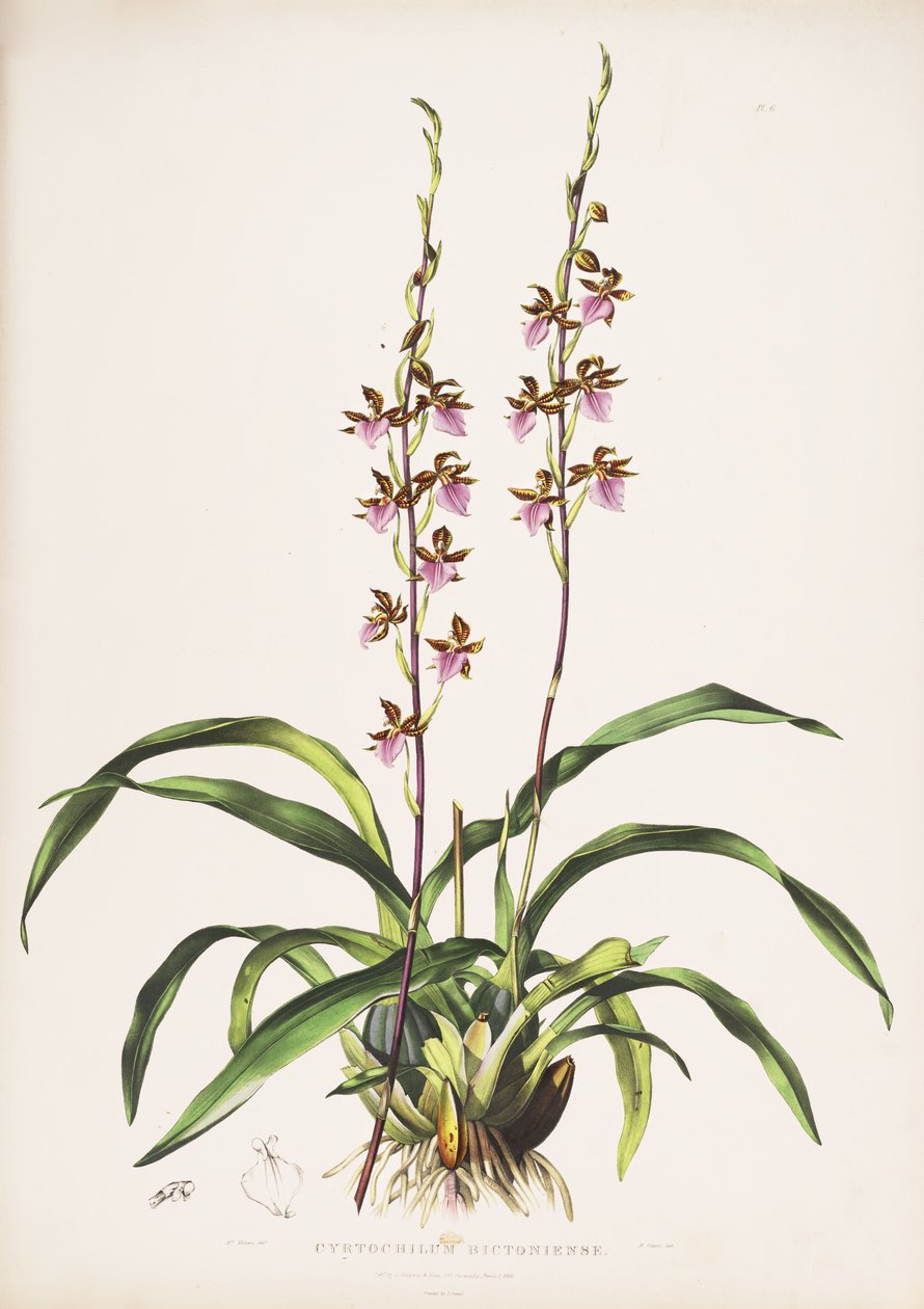 Rhynchostele bictoniensis（syn。Cyrtochilum bictonienseとして）のイラスト 作： オーガスタ・イネス・ウィザーズ