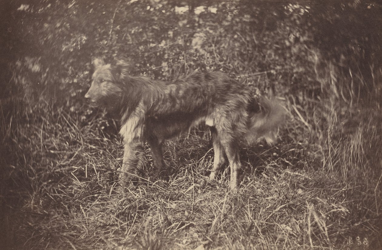 犬の研究、1870 年代後半。 作： オーギュストジロードン