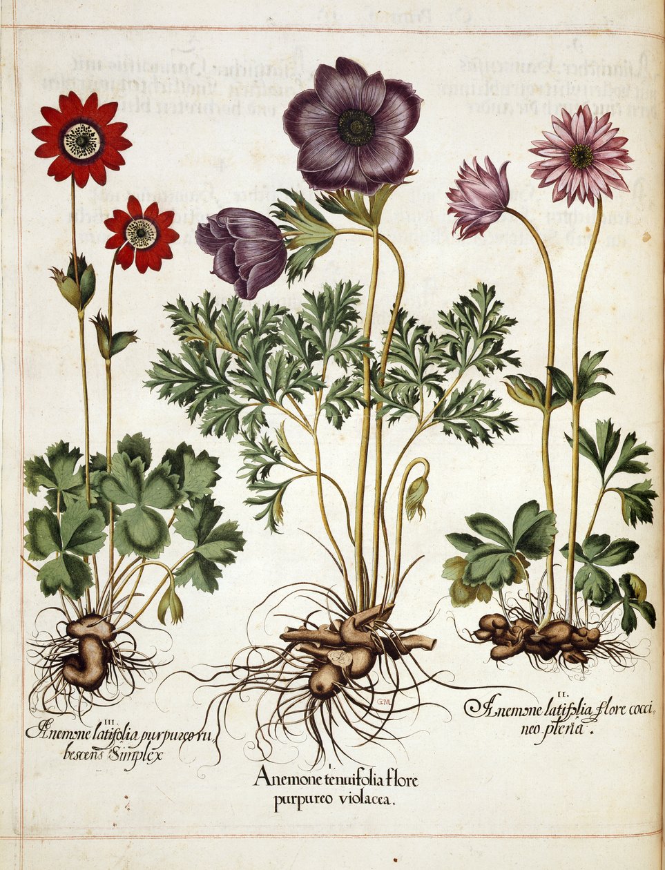 「Hortus Eystettensis」のアネモネ 作： バジル・ベスラー