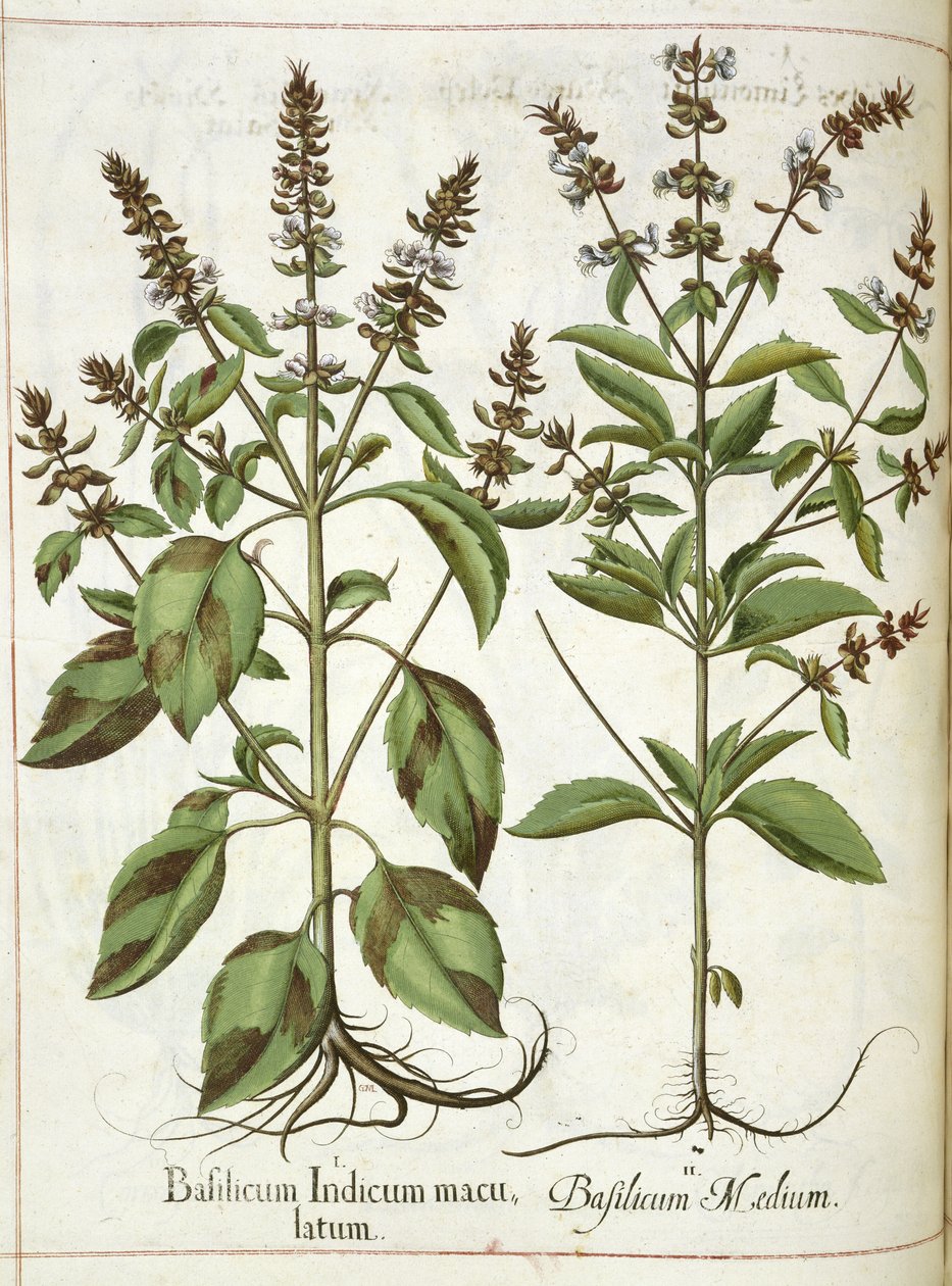バジル、「Hortus Eystettensis」より 作： バジル・ベスラー