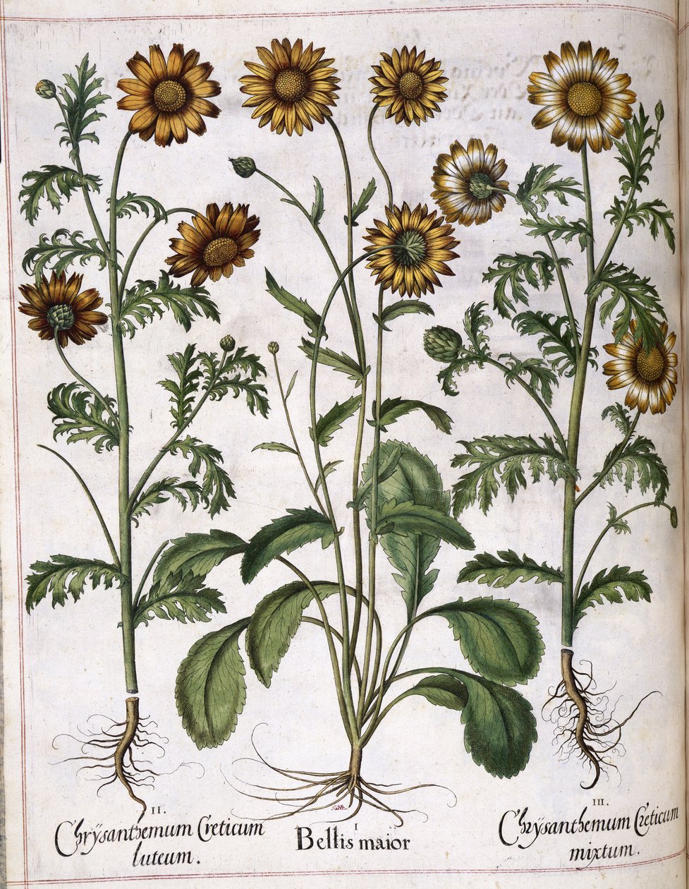 菊、「Hortus Eystettensis」より 作： バジル・ベスラー