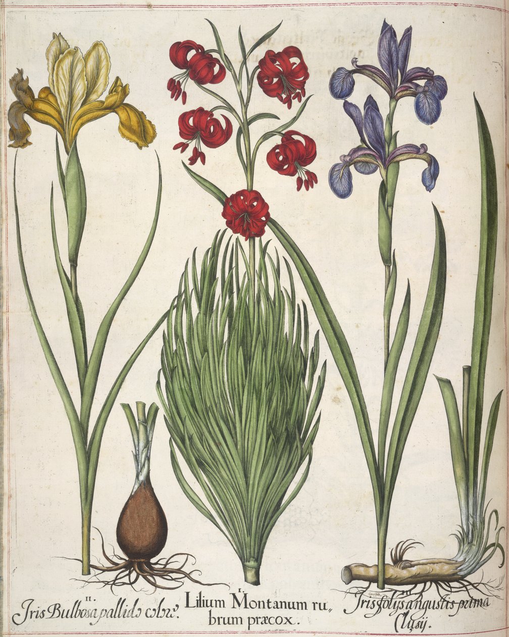 アイリス、「Hortus Eystettensis」より 作： バジル・ベスラー