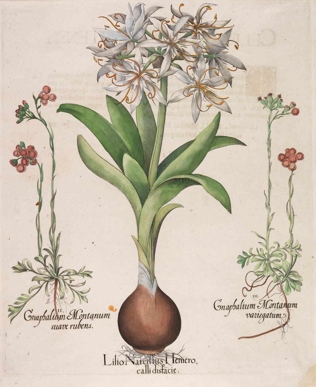 水仙、ユリ、Hemorocallis、1613年。 作： バジル・ベスラー