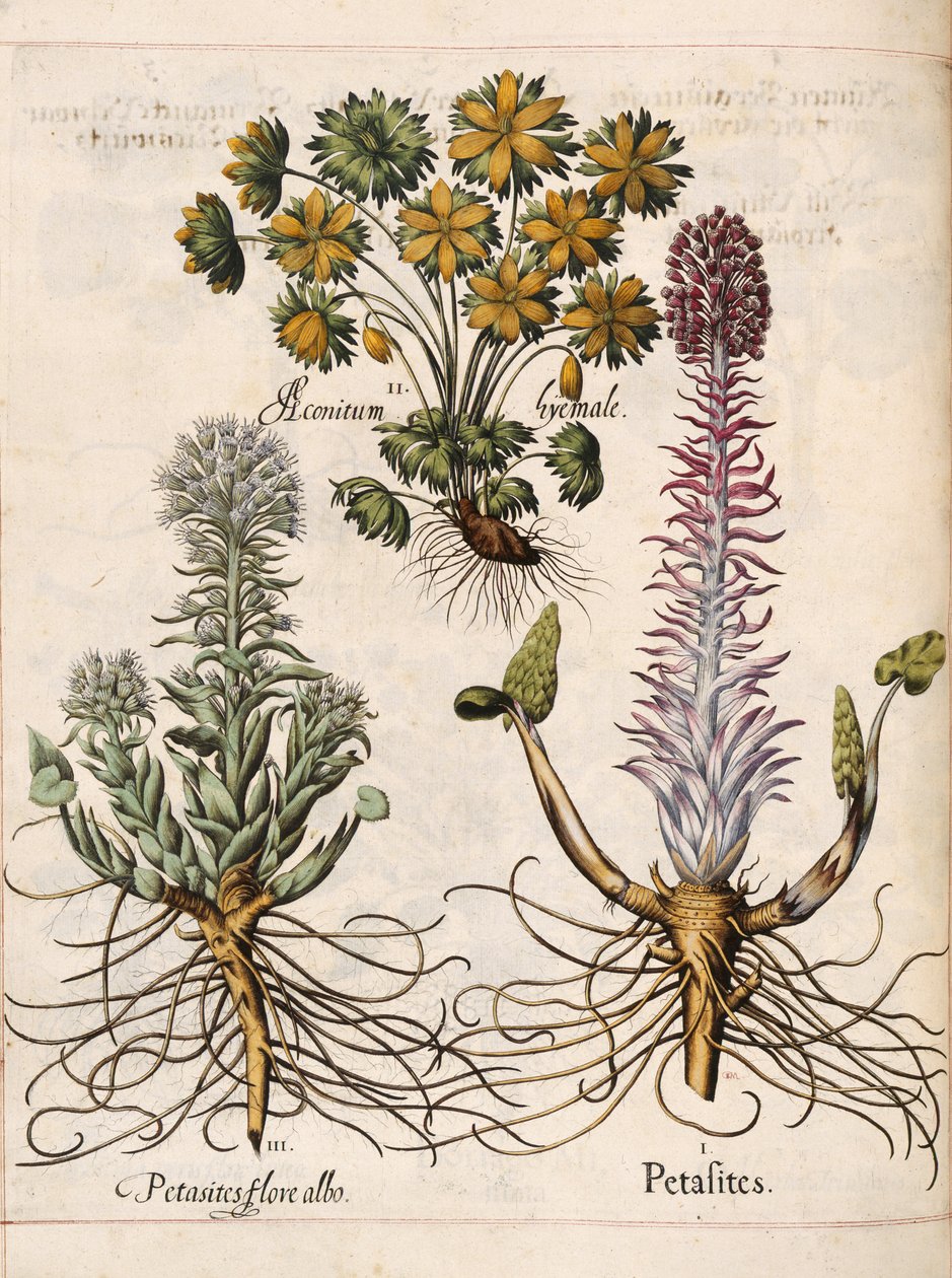 「Hortus Eystettensis」のペタサイト 作： バジル・ベスラー