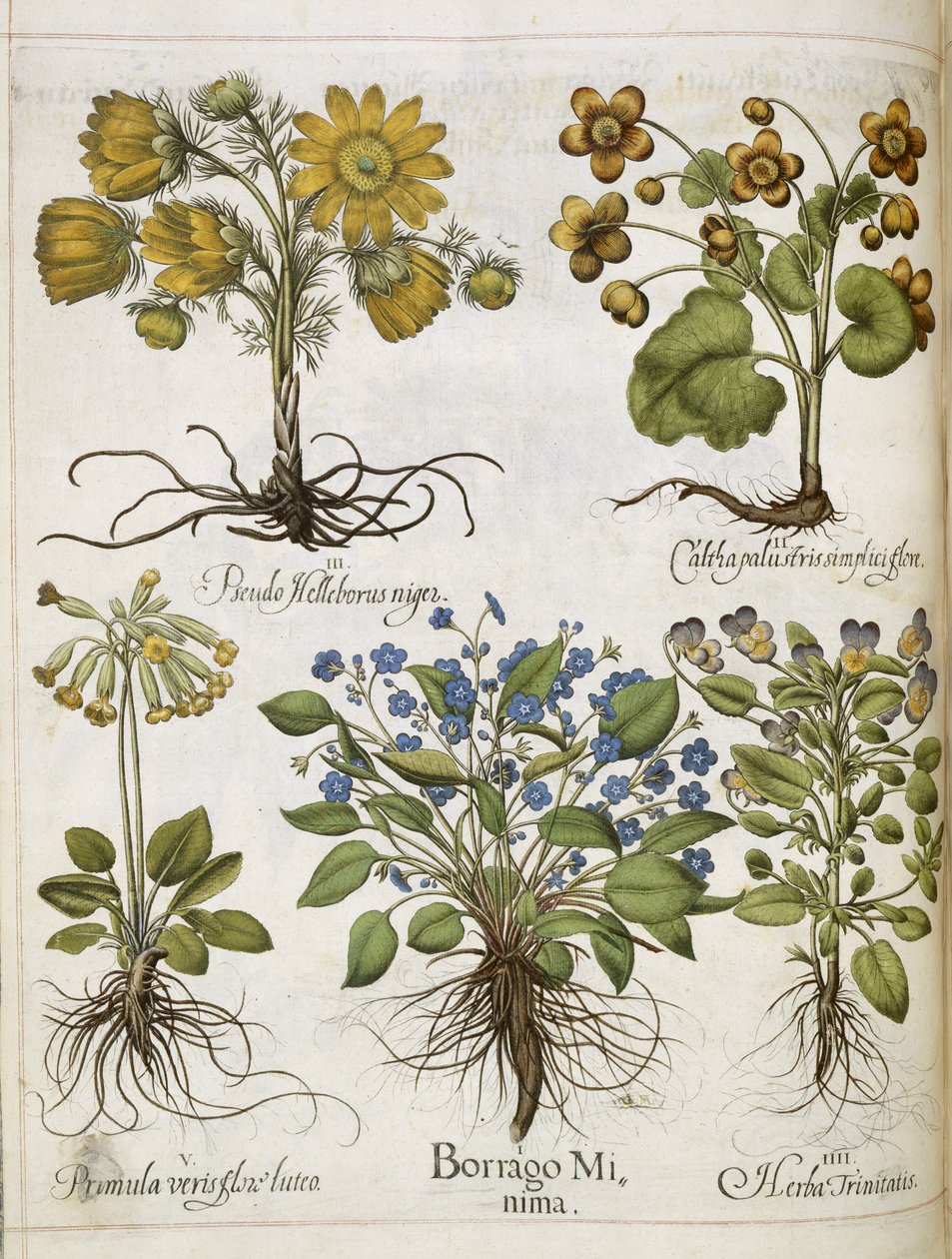 「Hortus Eystettensis」のさまざまな植物 作： バジル・ベスラー