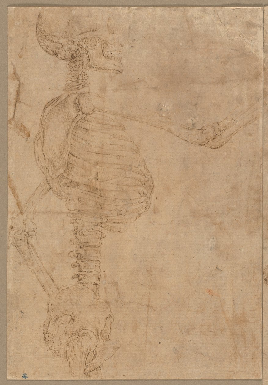 1540年代初頭のプロフィールの半身スケルトン。 作： バティスタ・フランコ