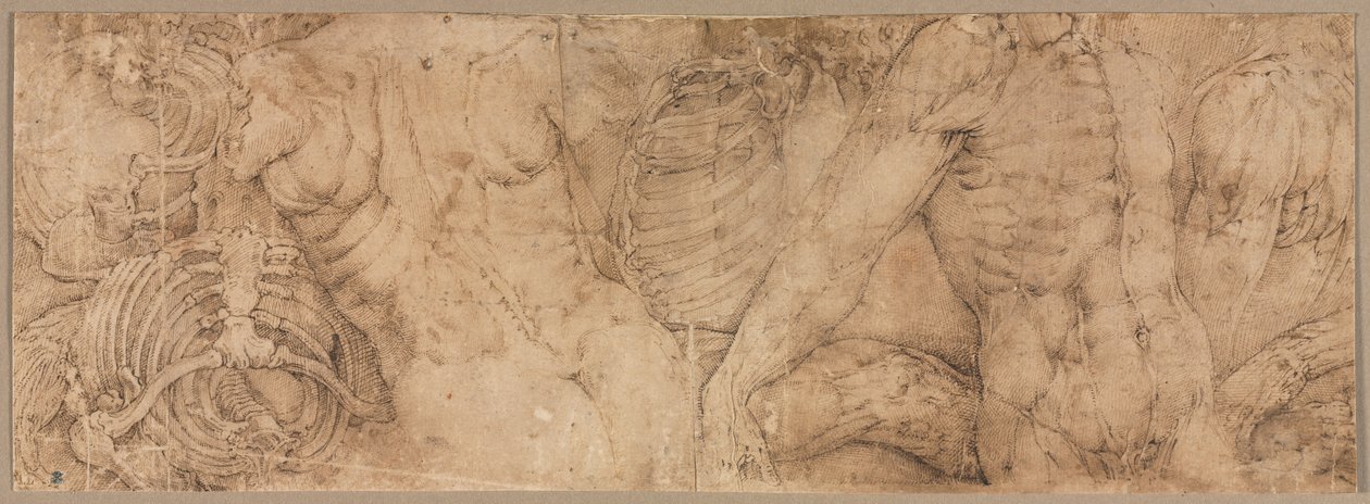 リブケージ付きトルソ、1540年代初頭。 作： バティスタ・フランコ