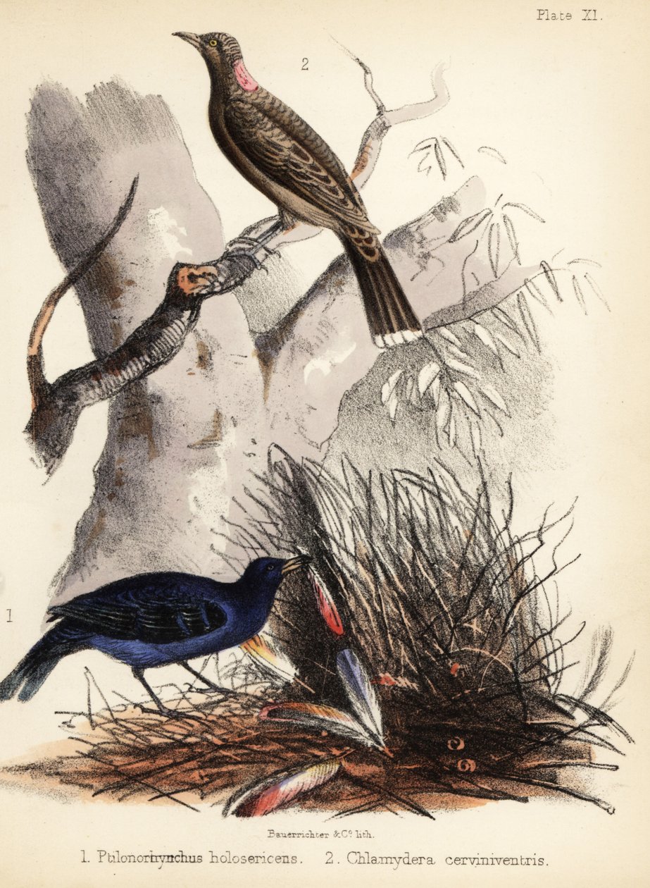 サテンとフォーン ブレストのニワトリ。 1855年（リトグラフ） 作： ビルダージャッジ