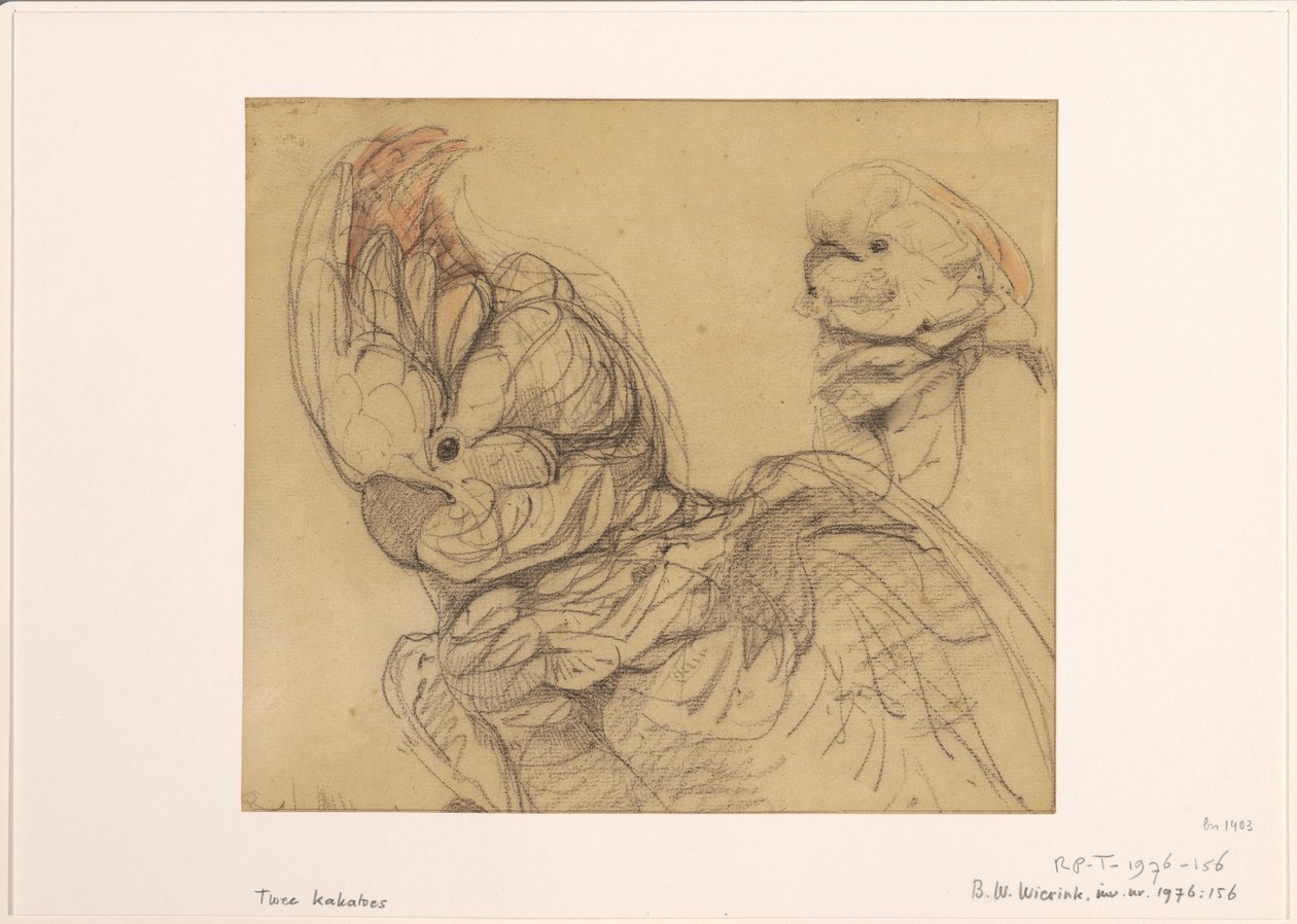 半分の長さの 2 つのオウム 作： Bernard Willem Wierink