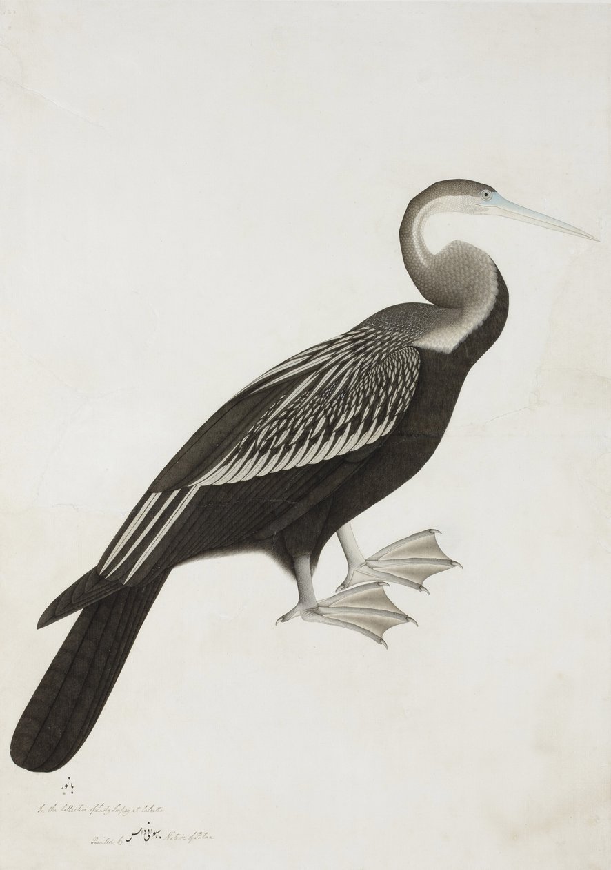 インドのダーターまたはヘビ鳥（Anhinga melanogaster）、c.1780（紙に不透明なトイレ） 作： バワニダス
