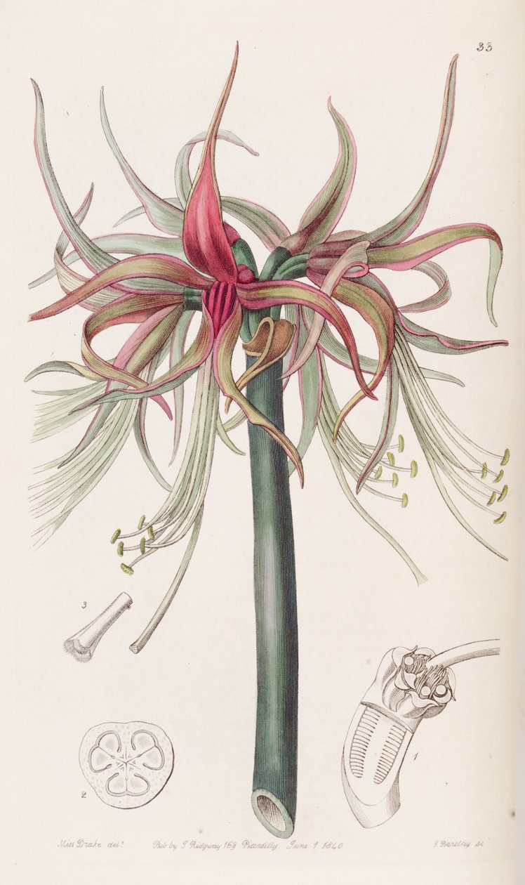 Hippeastrum cybister 作： 植物登録簿