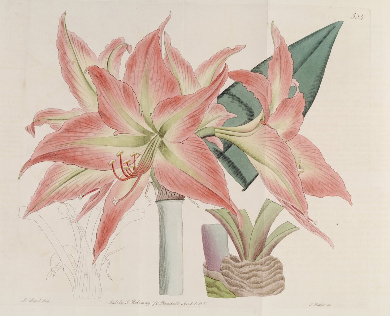 Hippeastrum striatum 作： 植物登録簿