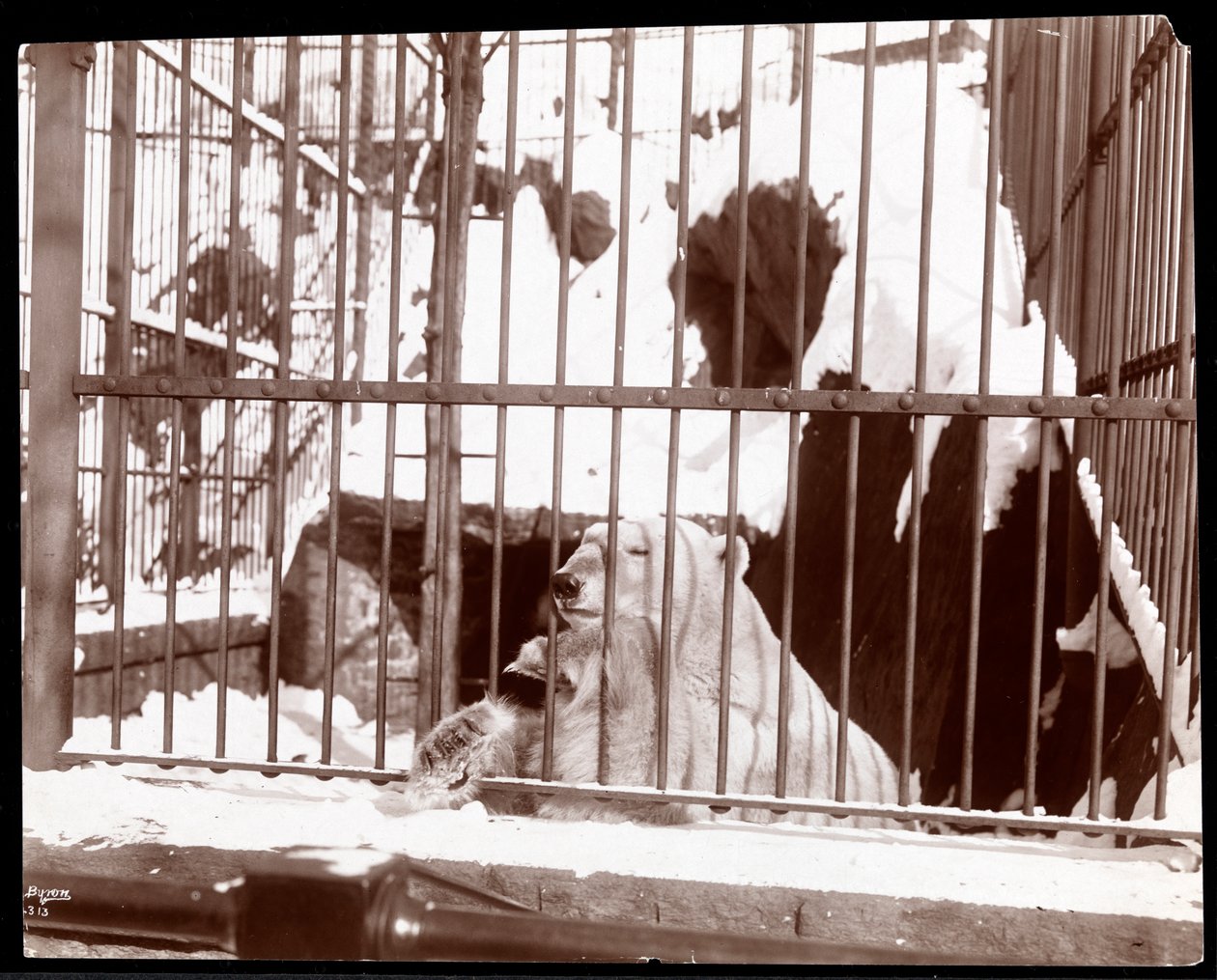 セントラルパーク動物園、ニューヨーク、1898年にケージのホッキョクグマのビュー（銀ゼラチンプリント） 作： バイロンカンパニー