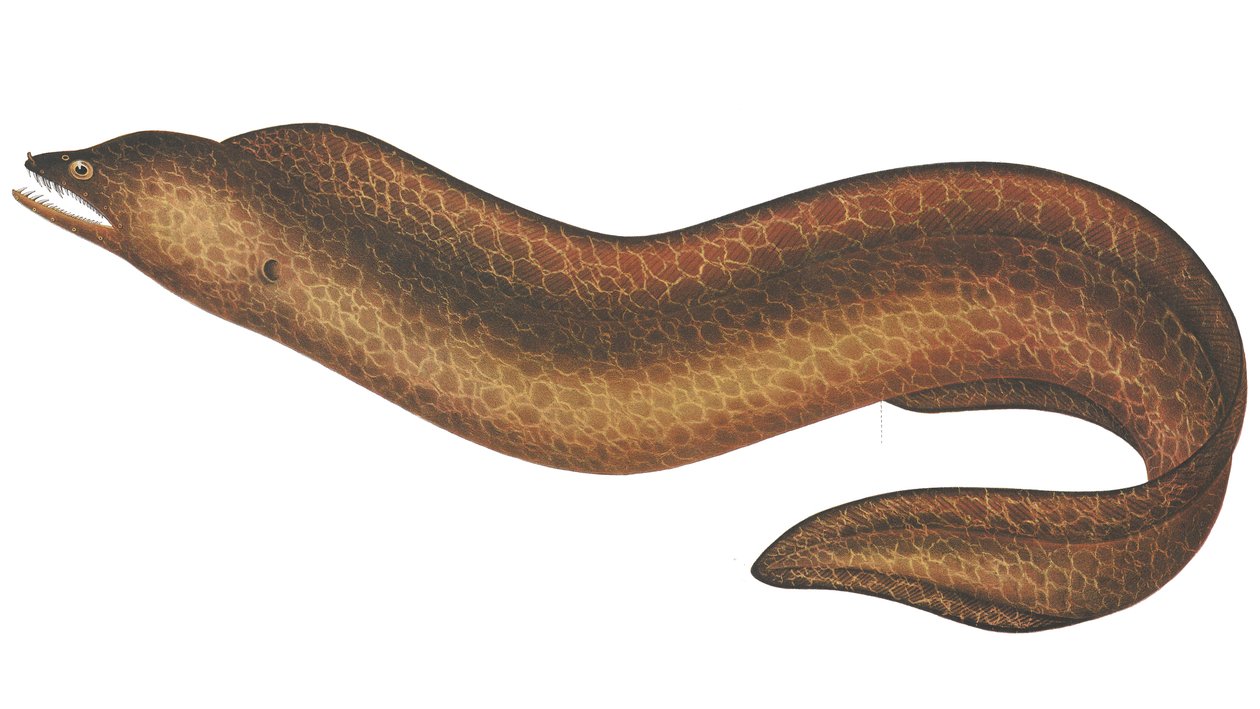 Muraena pseudothyrsoidea 作： CWマイリング